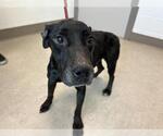 Small American Pit Bull Terrier-Labrador Retriever Mix