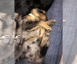 Small Photo #25 Border Collie-Golden Retriever Mix Puppy For Sale in OVERLAND PARK, KS, USA