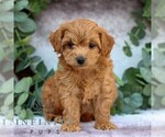 Small #4 Cavachon-Poodle (Miniature) Mix