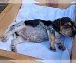 Small #25 Beagle