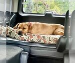 Small Photo #7 Mastiff-Unknown Mix Puppy For Sale in Canton, CT, USA