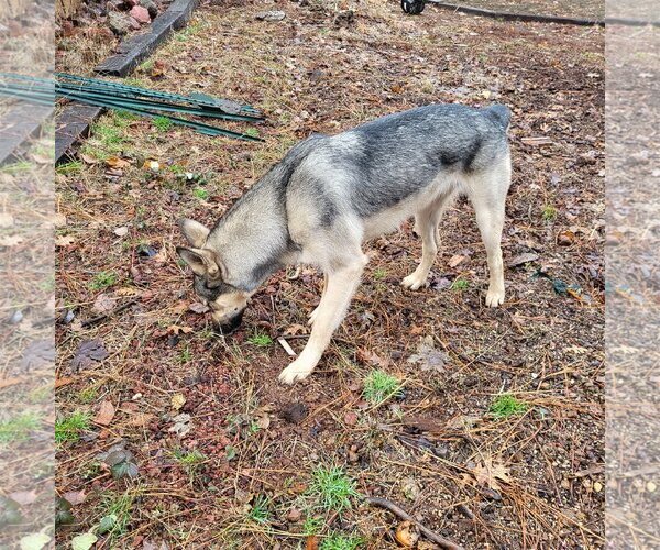 Medium Photo #3 German Shepherd Dog-Huskies  Mix Puppy For Sale in Redding, CA, USA