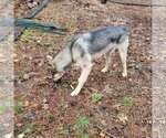 Small #2 German Shepherd Dog-Huskies  Mix