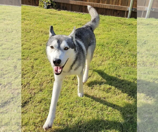 Medium Photo #3 Huskies -Unknown Mix Puppy For Sale in McKinney, TX, USA