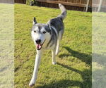 Small #2 Huskies  Mix