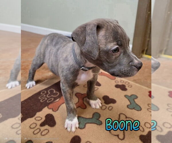 Medium Photo #3 American Pit Bull Terrier Puppy For Sale in Port Clinton, OH, USA