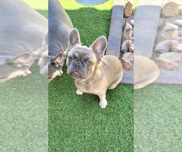 Medium Photo #8 French Bulldog Puppy For Sale in LAS VEGAS, NV, USA