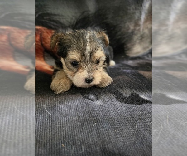 Medium Photo #1 Yorkshire Terrier Puppy For Sale in PITTSBURG, KS, USA