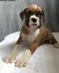 Small Photo #6 Boxer Puppy For Sale in APPLE CREEK, OH, USA