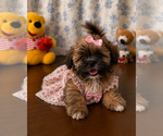 Small #2 Lhasa Apso