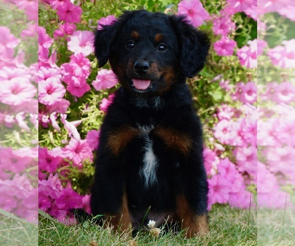 Medium Photo #7 Bernedoodle (Miniature) Puppy For Sale in NAPPANEE, IN, USA