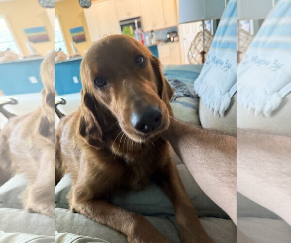 Medium Photo #2 Golden Retriever Puppy For Sale in Bonita Springs, FL, USA