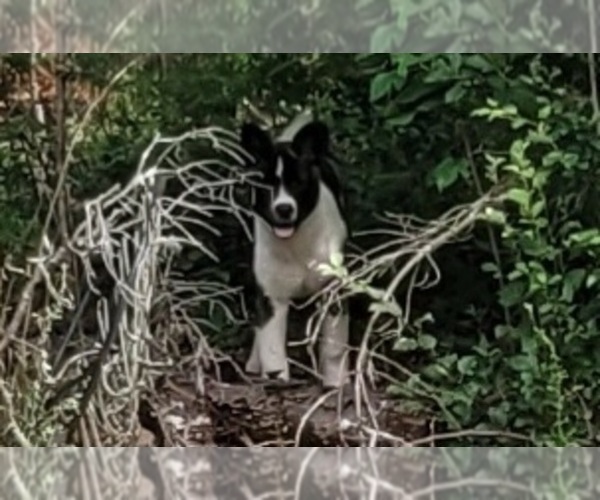 Medium Photo #6 Akita Puppy For Sale in FRANKLIN, NC, USA