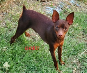 Father of the Miniature Pinscher puppies born on 05/11/2022