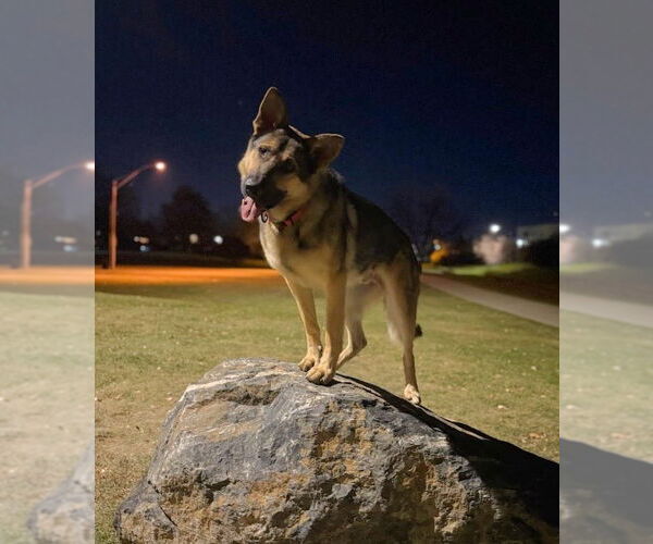 Medium Photo #1 German Shepherd Dog Puppy For Sale in Winter Park, CO, USA