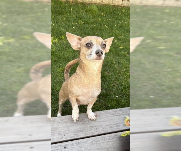 Medium Photo #2 Chiweenie Puppy For Sale in Oakhurst, NJ, USA