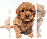 Small #62 Goldendoodle mix (+ Poodle Miniature)