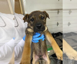 Mutt Dogs for adoption in Calgary, Alberta, Canada
