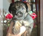 Puppy Puppy 1 Yorkshire Terrier
