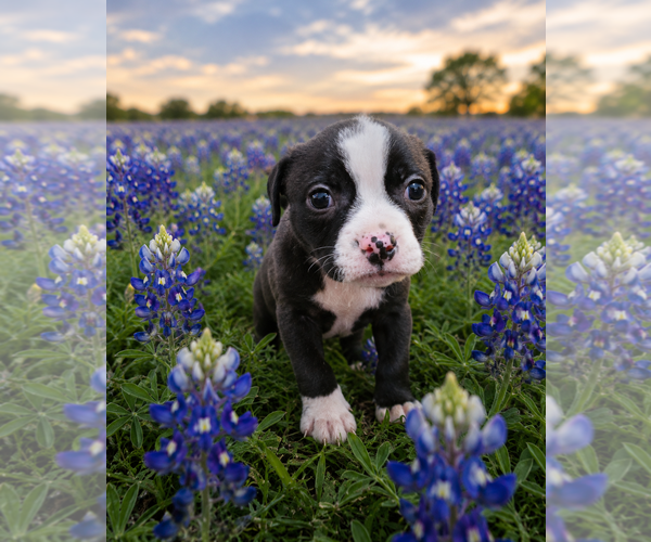 Medium Photo #1 Mutt Puppy For Sale in McKinney, TX, USA