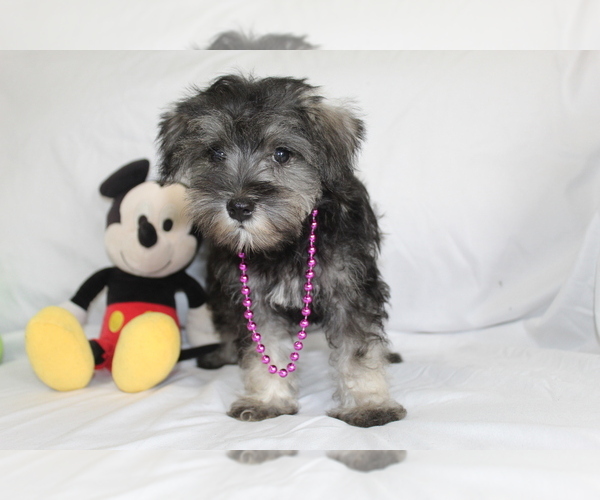 Medium Photo #2 Schnauzer (Miniature) Puppy For Sale in BROOKSVILLE, FL, USA