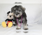 Small #1 Schnauzer (Miniature)