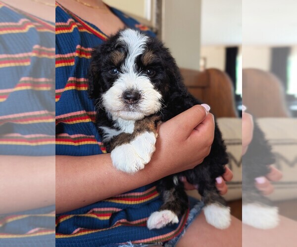 Medium Photo #22 Bernedoodle (Miniature) Puppy For Sale in DAVIS, CA, USA