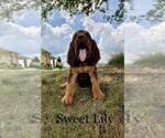 Small Photo #2 Bloodhound Puppy For Sale in COLLINSVILLE, AL, USA