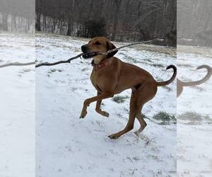 Regina - Female Doberman Pinscher-Unknown Mix Dog for Adoption - Photo #2