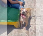 Small #1 Boxer Mix