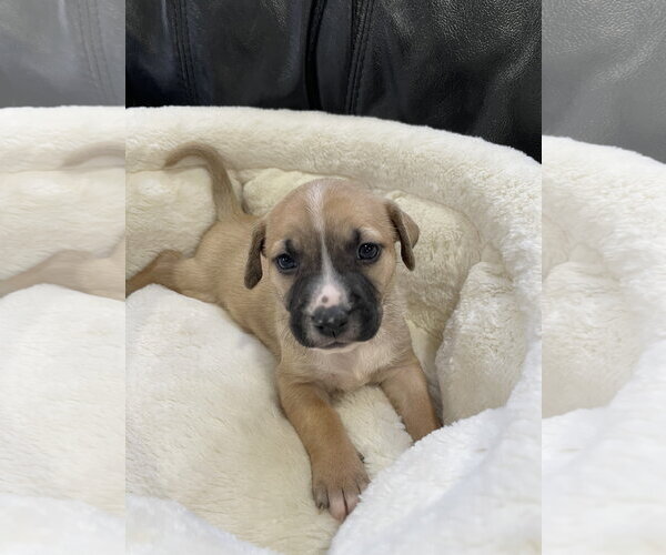Medium Photo #17 Mutt Puppy For Sale in Derwood, MD, USA