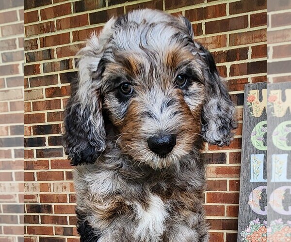 Medium Photo #1 F2 Aussiedoodle Puppy For Sale in COLUMBIA, TN, USA