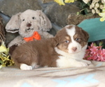 Small #1 Australian Shepherd