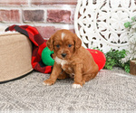 Small Photo #10 Cavapoo (Miniature) Puppy For Sale in SYRACUSE, IN, USA