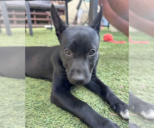 Medium Photo #1 Mutt Puppy For Sale in San Diego, CA, USA