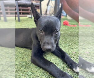 Mutt Dogs for adoption in San Diego, CA, USA