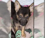 Small #1 German Shepherd Dog