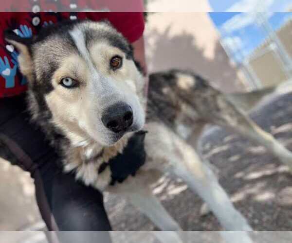Medium Photo #4 Siberian Husky Puppy For Sale in Cedar Crest, NM, USA