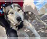 Small #3 Siberian Husky