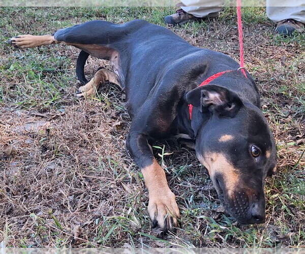 Medium Photo #3 Labrador Retriever-Unknown Mix Puppy For Sale in Wetumpka, AL, USA