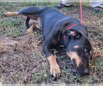 Small #2 Labrador Retriever Mix