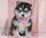 Small Photo #8 Pomsky Puppy For Sale in PRINCETON, MN, USA