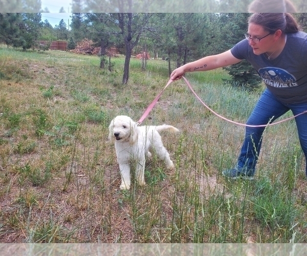 Medium Photo #1 Goldendoodle (Miniature) Puppy For Sale in BLACK FOREST, CO, USA