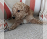 Small Photo #5 Goldendoodle Puppy For Sale in ATLANTA, GA, USA