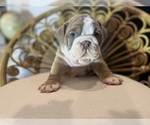 Puppy Little Red English Bulldog