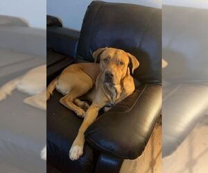 Buck - Male American Pit Bull Terrier-Unknown Mix Dog for Adoption - Photo #9