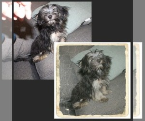 Havashire Puppy for sale in THAYER, KS, USA