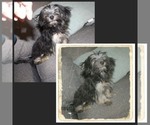 Image preview for Ad Listing. Nickname: havashire male