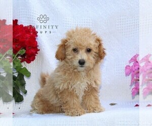 Bichpoo Puppy for sale in RISING SUN, MD, USA