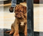 Small Photo #16 Dogue de Bordeaux Puppy For Sale in MONROE, GA, USA